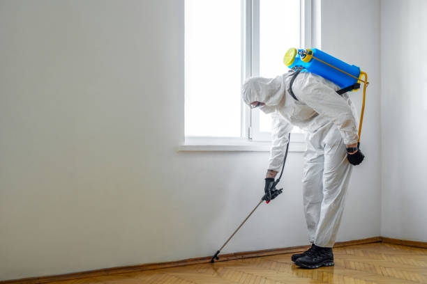 Best Flea Control Services  in Belzoni, MS