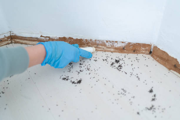 Best Cockroach Control Services  in Belzoni, MS